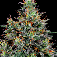 Master Kush feminised Ganja Seeds