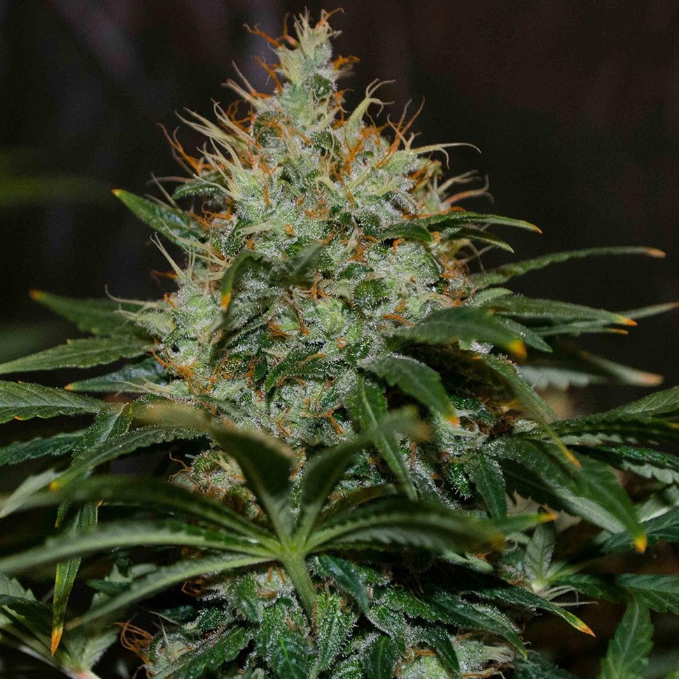 Семена ганжа  Nibiru regular Ganja Seeds