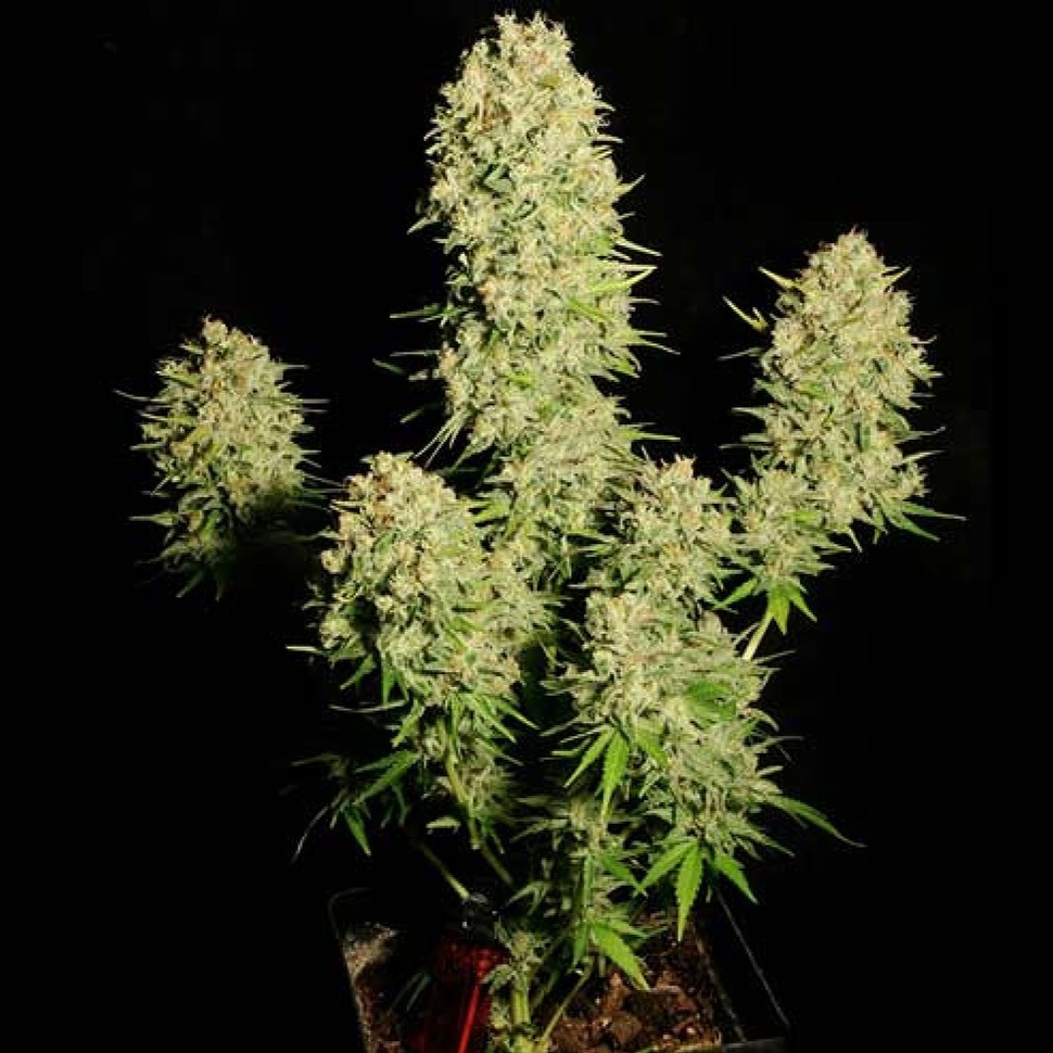 Семена каннабиса  Auto Chronic feminised Ganja Seeds