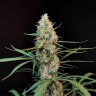 Семена каннабиса  White Widow CBD feminised Ganja Seeds