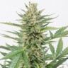 Семена  Auto Karatal feminised Bang Seeds