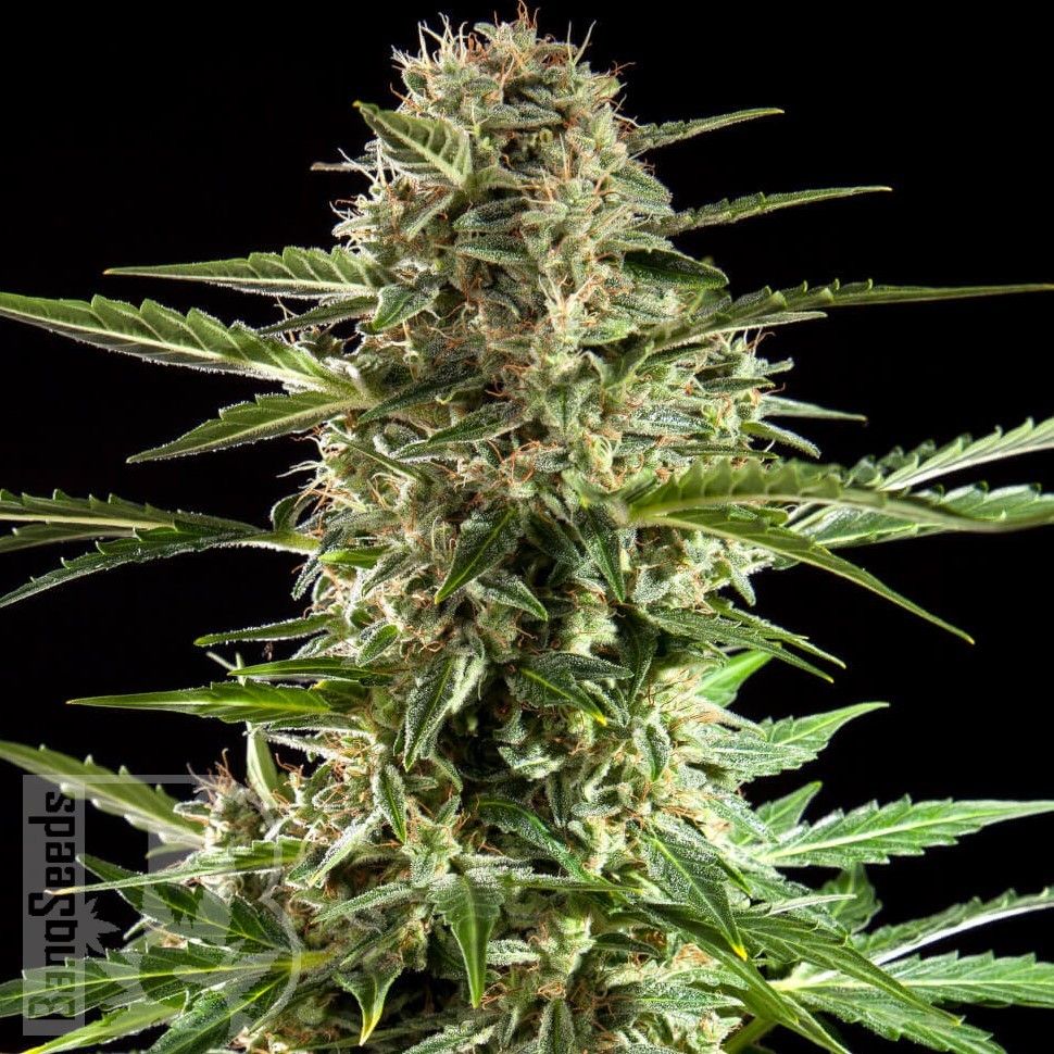 Семена  Auto Karatal feminised Bang Seeds