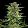 Семена  Auto Karatal feminised Bang Seeds