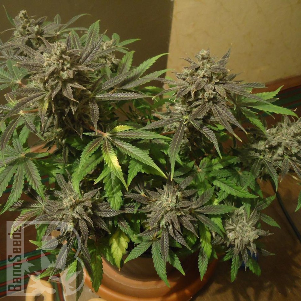 Семена каннабиса  Auto New York City feminised Ganja Seeds