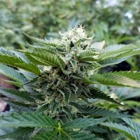 Chemdog regular Ganja Seeds