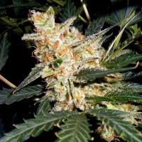 Auto Kul-Sey feminised Bang Seeds