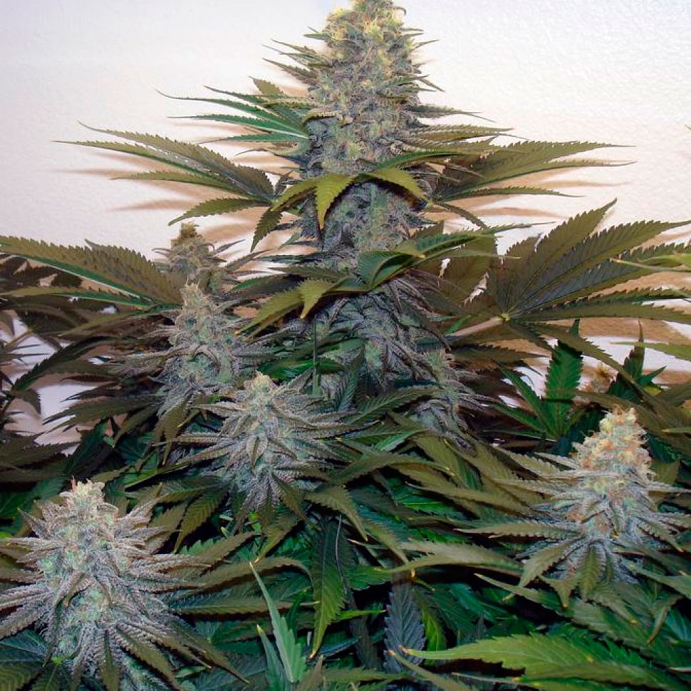 Семена ганжа  Z & Z feminised Ganja Seeds