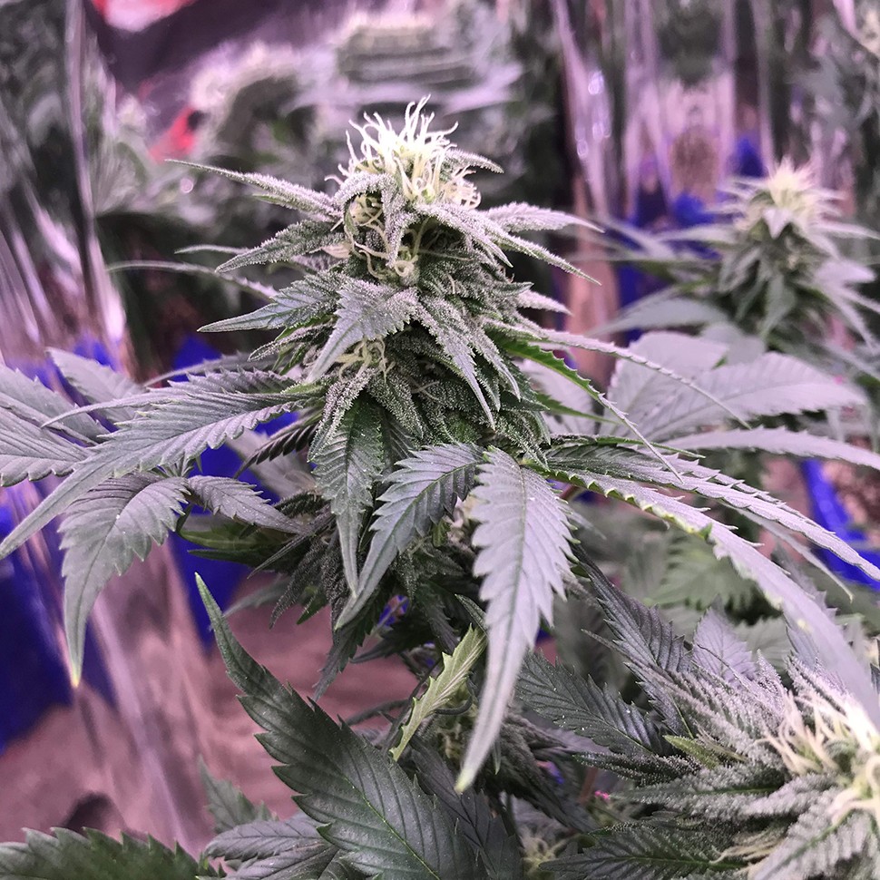 Семена ганжа  Laughing Buddha regular Ganja Seeds