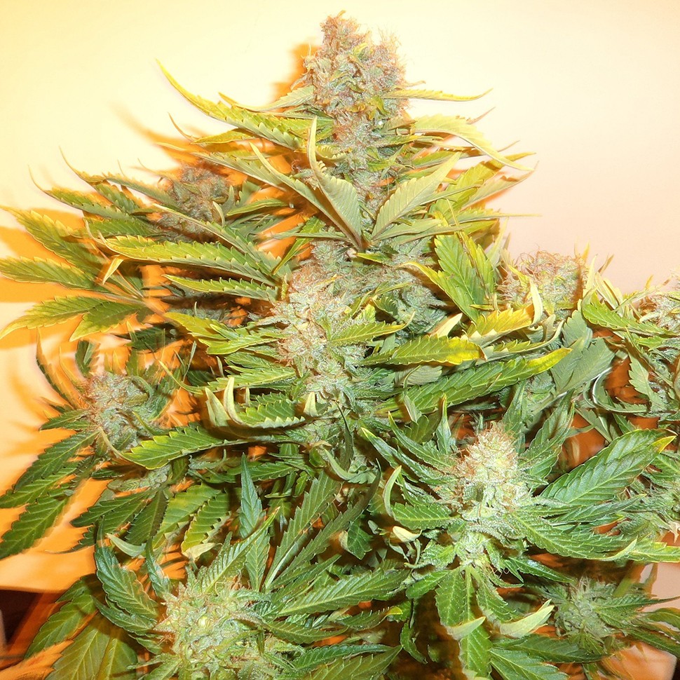 Семена марихуаны  Auto Kuyrdak feminised Bang Seeds
