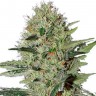 Семена марихуаны  Auto Kuyrdak feminised Bang Seeds
