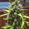 Семена ганжа  Auto Cinderella feminised Ganja Seeds