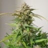 Семена ганжа  Auto Cinderella feminised Ganja Seeds