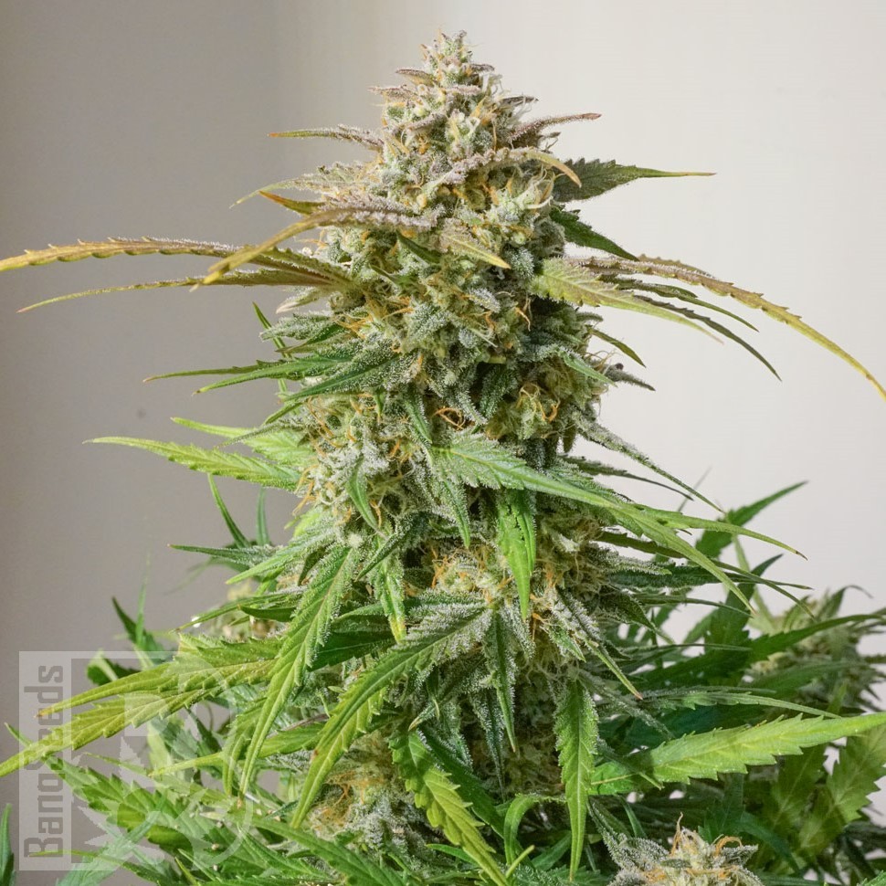 Семена ганжа  Auto Cinderella feminised Ganja Seeds