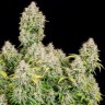 Семена ганжа  Auto Cinderella feminised Ganja Seeds