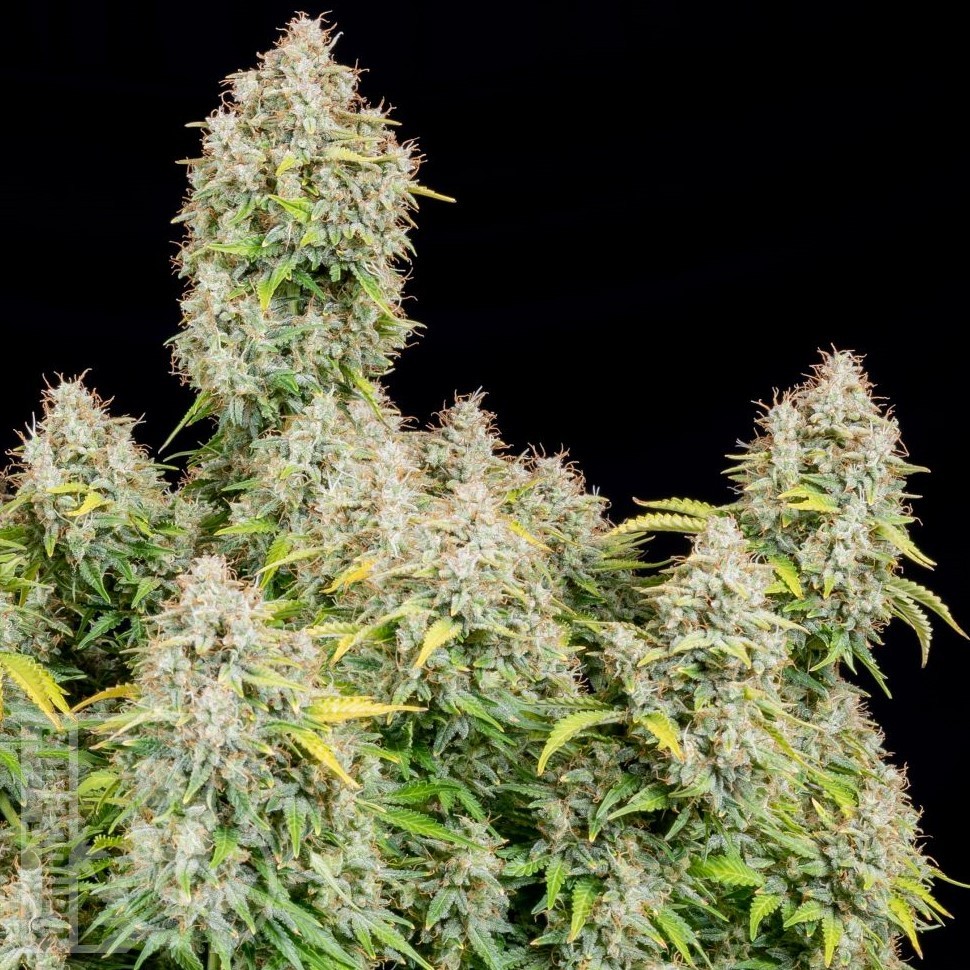 Семена ганжа  Auto Cinderella feminised Ganja Seeds