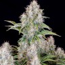 Семена ганжа  Auto Cinderella feminised Ganja Seeds