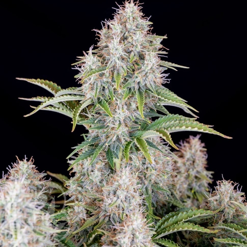 Семена ганжа  Auto Cinderella feminised Ganja Seeds