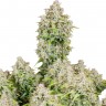 Семена ганжа  Auto Cinderella feminised Ganja Seeds