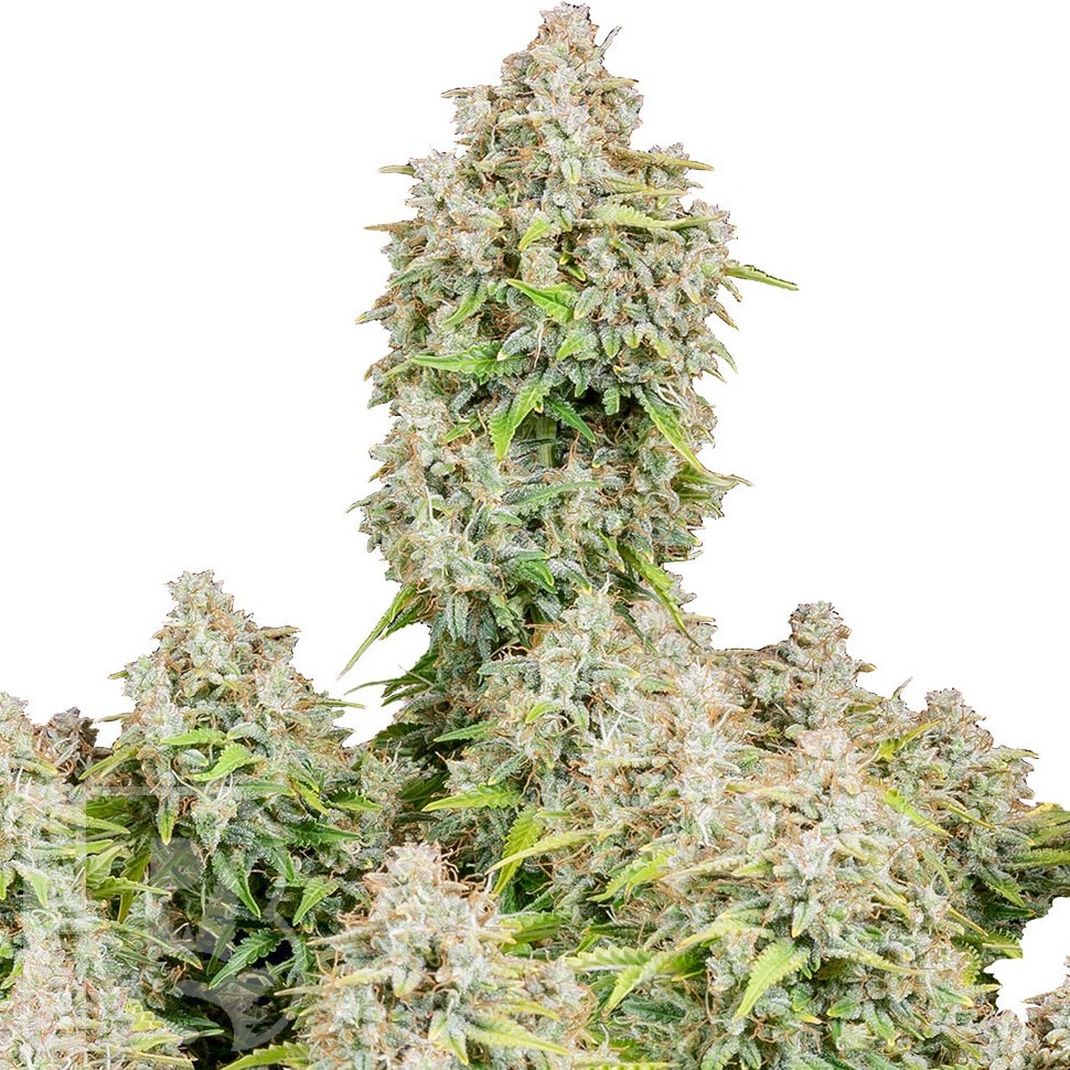 Семена ганжа  Auto Cinderella feminised Ganja Seeds