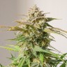 Семена ганжа  Auto Cinderella feminised Ganja Seeds