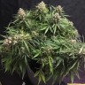 Семена ганжа  Auto Cinderella feminised Ganja Seeds