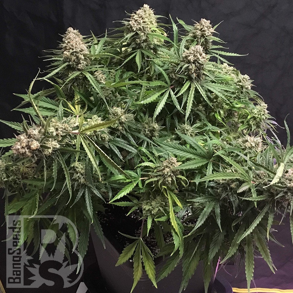 Семена ганжа  Auto Cinderella feminised Ganja Seeds