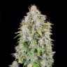 Семена ганжа  Auto Cinderella feminised Ganja Seeds