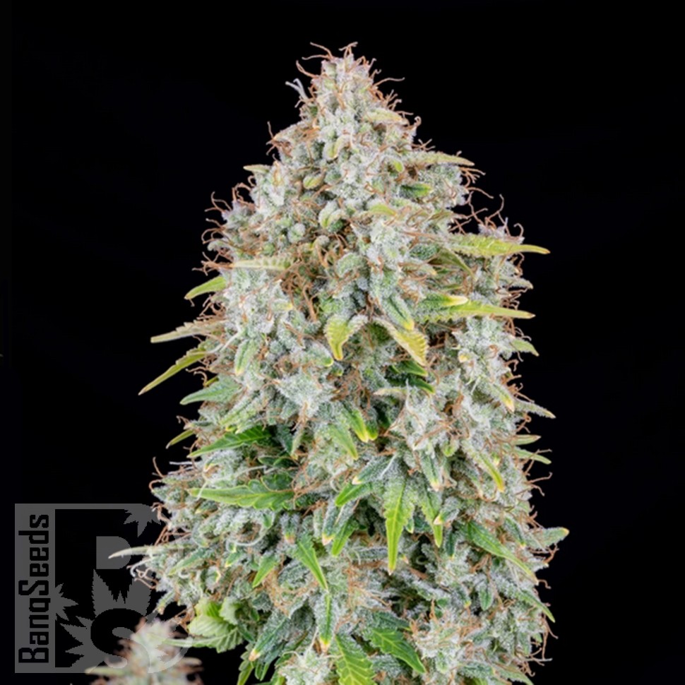 Семена ганжа  Auto Cinderella feminised Ganja Seeds