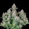 Семена ганжа  Auto Cinderella feminised Ganja Seeds