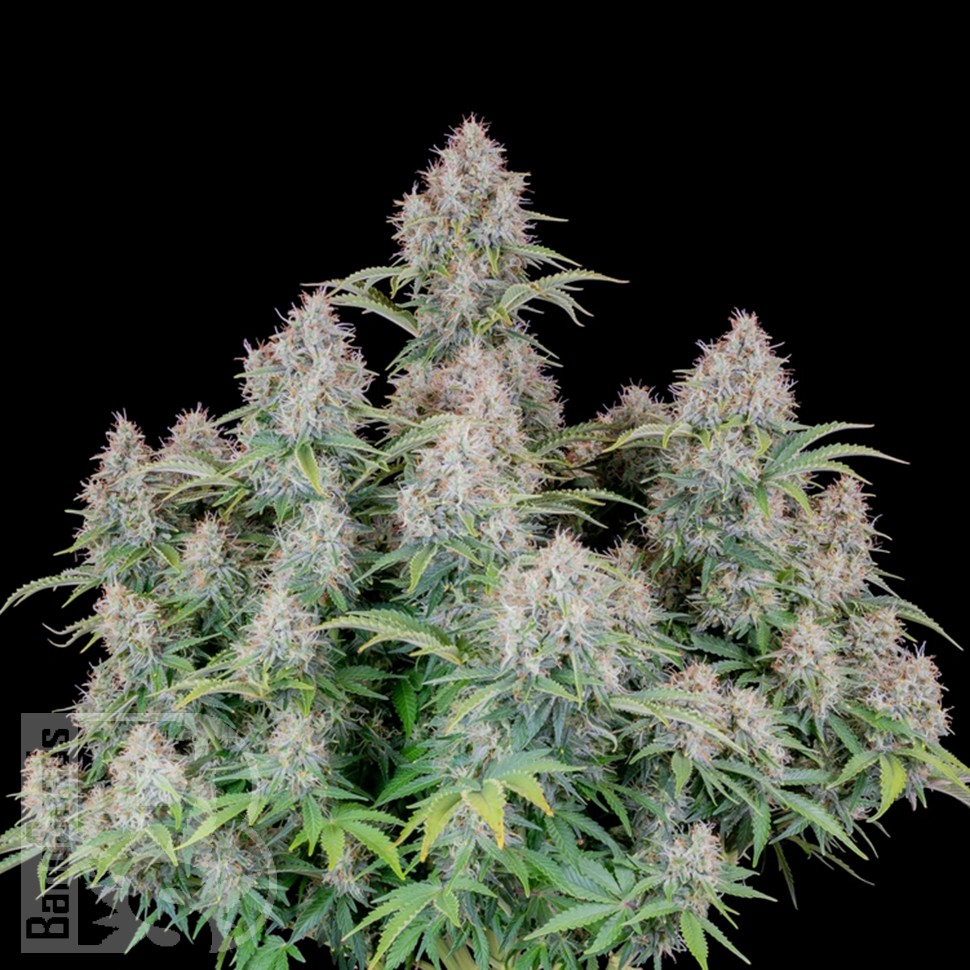 Семена ганжа  Auto Cinderella feminised Ganja Seeds