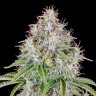 Семена ганжа  Auto Cinderella feminised Ganja Seeds