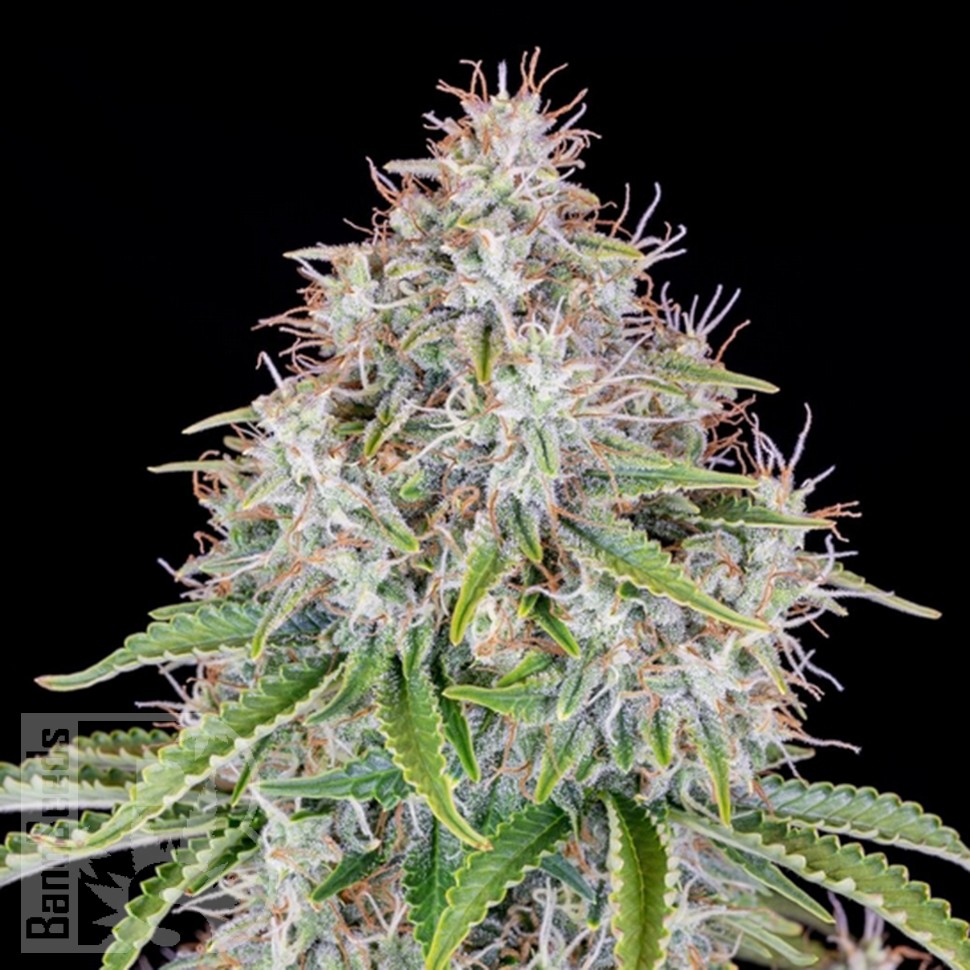 Семена ганжа  Auto Cinderella feminised Ganja Seeds