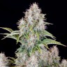 Семена ганжа  Auto Cinderella feminised Ganja Seeds