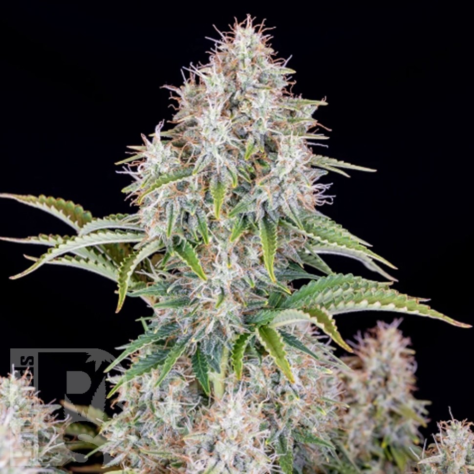 Семена ганжа  Auto Cinderella feminised Ganja Seeds