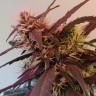 купить семена конопли в оригинальных упаковках Amnesia feminised
