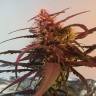 купить семена сортовой конопли Amnesia feminised