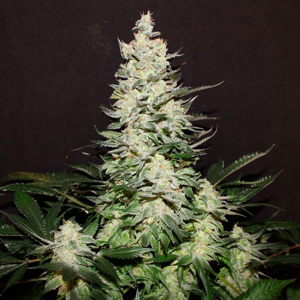 заказать семена конопли Lemon Skunk feminised