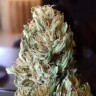 купить семена конопли Auto Black Domina feminised
