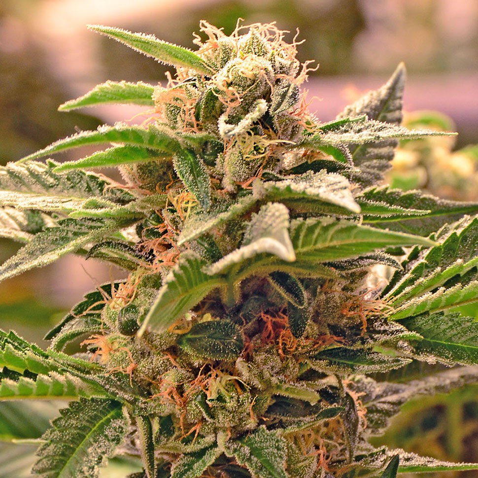 Семена каннабиса  Auto Manti feminised Bang Seeds