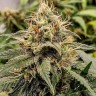 Семена каннабиса  Auto Manti feminised Bang Seeds