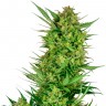 Семена  Auto Sweet Gelato feminised Ganja Seeds