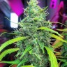 Семена каннабиса  Californian Orange regular Ganja Seeds