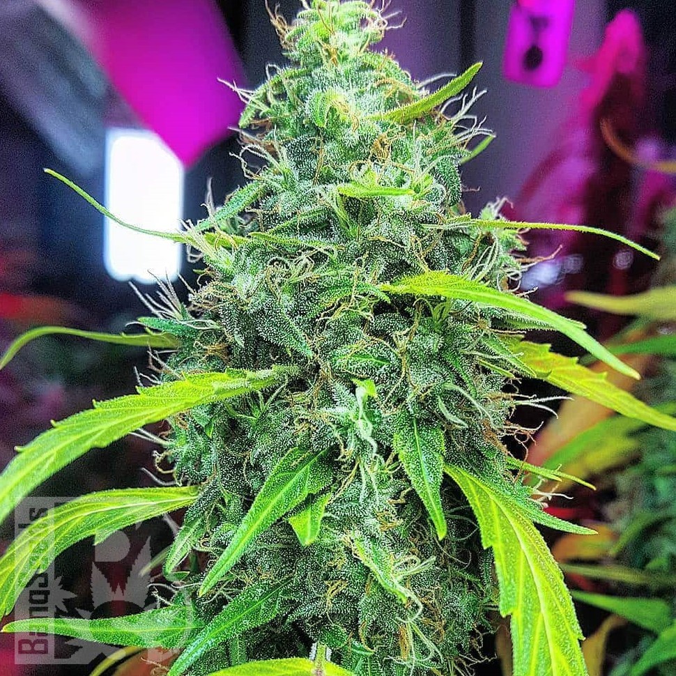 Семена каннабиса  Californian Orange regular Ganja Seeds