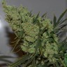 Семена каннабиса  Californian Orange regular Ganja Seeds