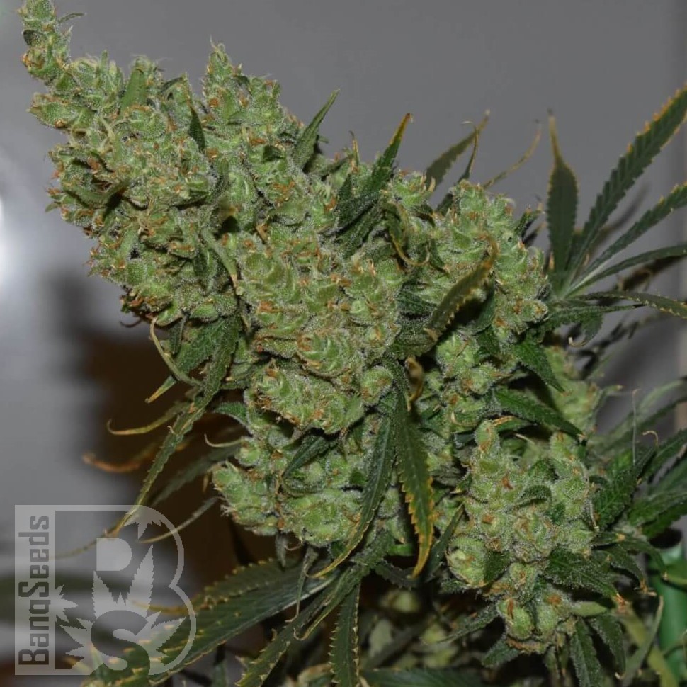 Семена каннабиса  Californian Orange regular Ganja Seeds