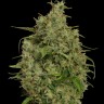 Семена марихуаны  Sweet Tooth feminised Ganja Seeds