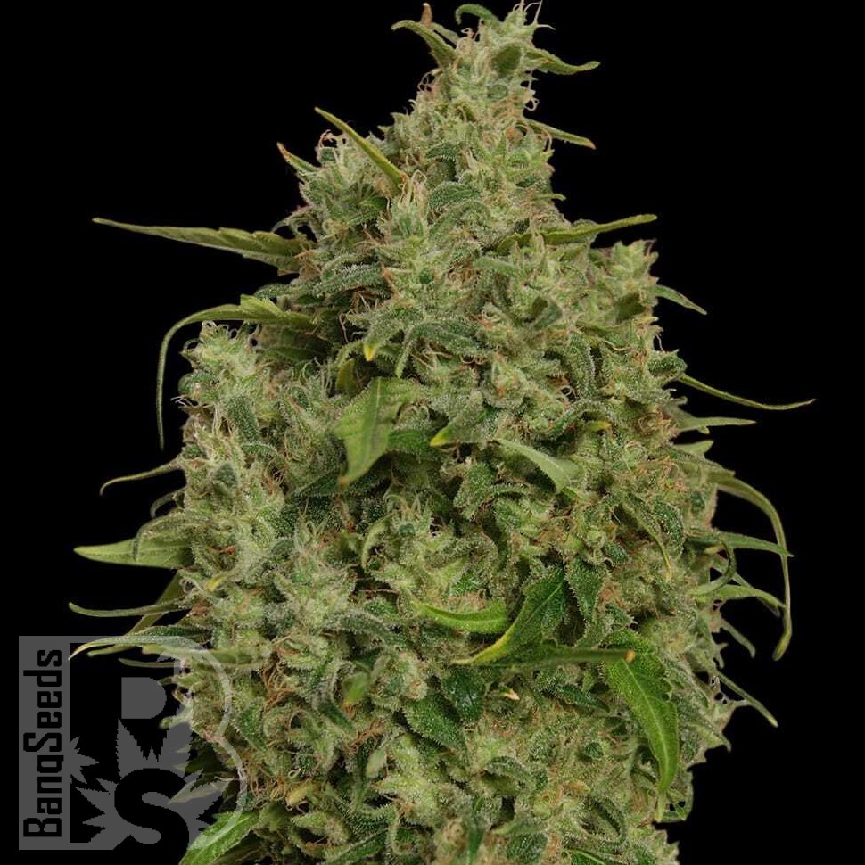 Семена марихуаны  Sweet Tooth feminised Ganja Seeds