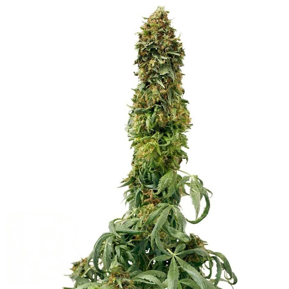 Семена марихуаны  Sweet Tooth feminised Ganja Seeds