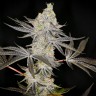 Семена марихуаны  Auto Zkittlez OG feminised Ganja Seeds
