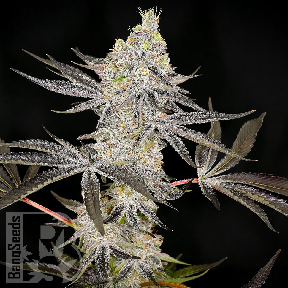 Семена марихуаны  Auto Zkittlez OG feminised Ganja Seeds